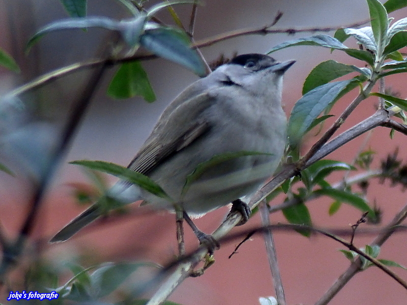 Welk vogeltje is dit.